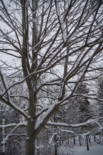Snow-covered trees in a quiet Stockholm forest, with bare branches holding thin layers of snow and a thick white blanket covering the ground on a cold winter day.