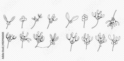 Line art illustrations of mistletoe branches with leaves and berries, perfect for holiday designs and winter themes.