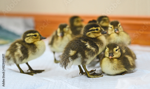 Obraz na plátně Baby Mandarin Ducklings in Training Program