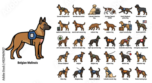 Illustration of a Belgian Malinois dog with various poses and actions depicted in multiple small images on a white background.