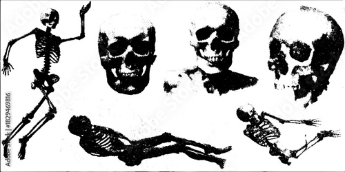 Human skeleton and skull vector illustrations in black and white. Simple, detailed graphic set for educational purposes.