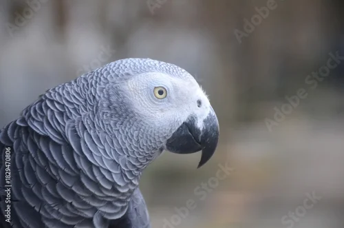 Fototapeta samoprzylepna Close-up detailed portrait of an African Grey Parrot, showing its textured grey feathers, curved black beak, and bright yellow eye. High-resolution wildlife image suitable for nature, pet, and bird-re