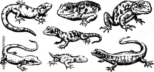 Illustration set of lizard and frog. Detailed black and white vector drawings of reptiles and amphibians showcasing various shapes and textures.