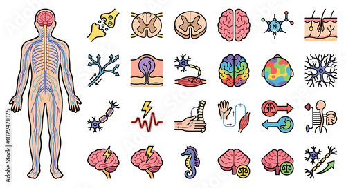 Illustration depicting the human nervous system, featuring the brain, spinal cord, neurons, and related anatomical structures.