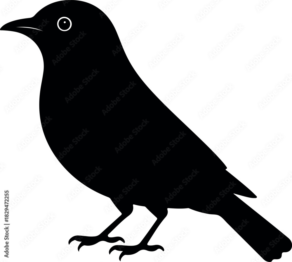 Fototapeta premium Black silhouette of a small bird with white eye detail vector