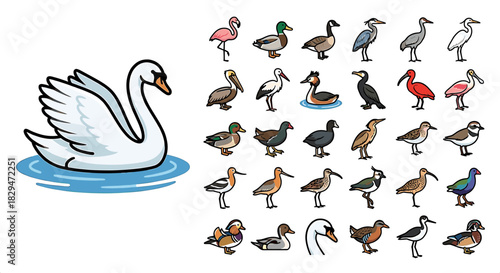 Cartoon illustration of a swan swimming in water with various other bird species depicted in rows.