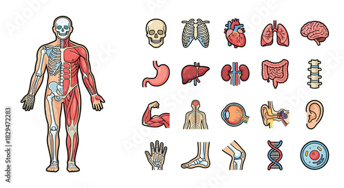 Human anatomy illustration showing skeletal and muscular systems, with individual organ icons.