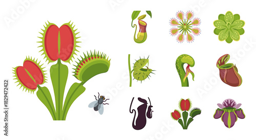 Illustration of various carnivorous plants, including Venus flytraps and pitcher plants, with a fly near one.