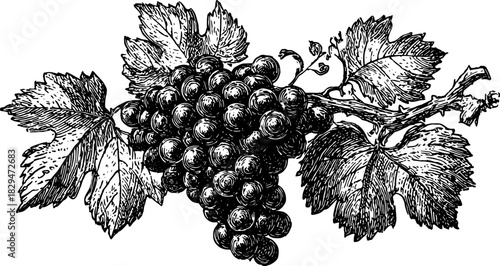 Vintage illustration of grapes and leaves in black and white. Detailed vector engraving, ideal for decorative artwork set.