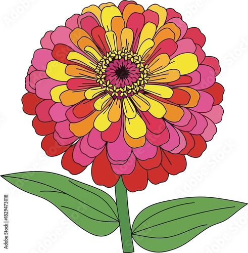Colorful flat design zinnia flower vector illustration