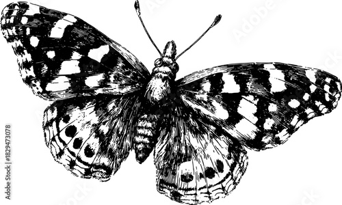 Detailed butterfly engraving in an antique style. This hand-drawn black outline vector illustration features intricate stippling and distinct texture.