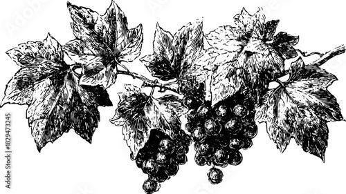 Vintage engraving of grapes and leaves. A detailed black outline botanical illustration set for decorative purposes in various designs.