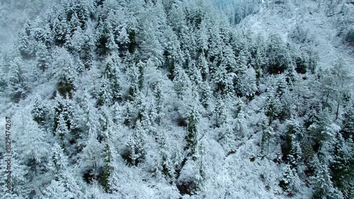 4K Aerial shot of winter forest and snow covered pine trees. Flying over pine trees landscape, frosty tree tops. Recreation travel and tourism concept. Winter wonderland.