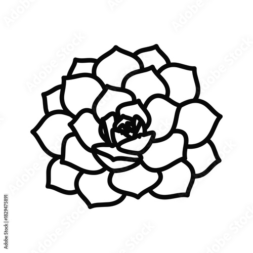Minimalist succulent plant line art illustration, an echeveria rosette drawing for botanical design.