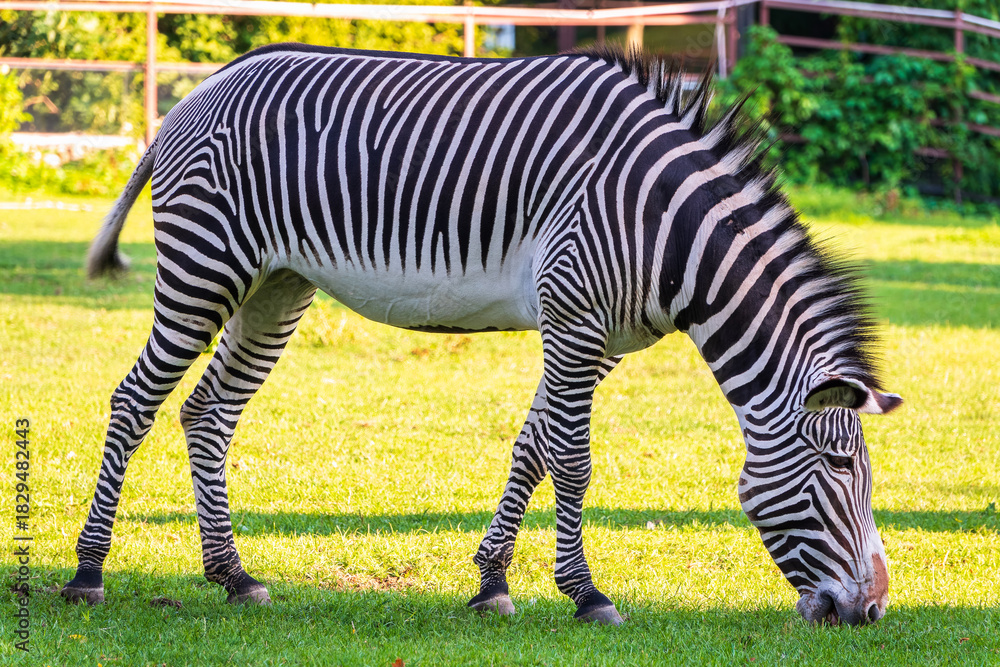 Naklejka premium Grevy's zebra, lat Equus grevyi, also known as the imperial zebra eats green grass.