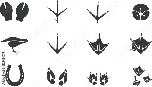 Animal tracks and footprints collection diverse set of wildlife imprints