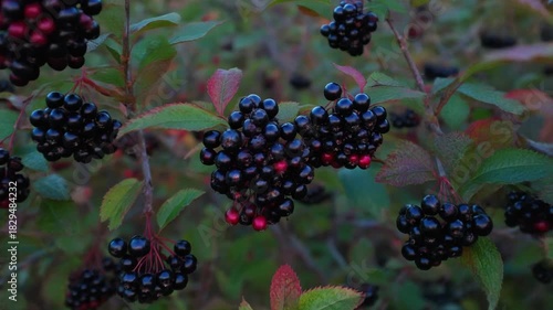Aerial drone dolly-in chokeberry thickets twilight