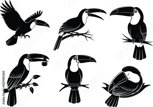 Elegant toucan silhouette vector illustrations featuring various perched, flying, and resting poses, perfect for 