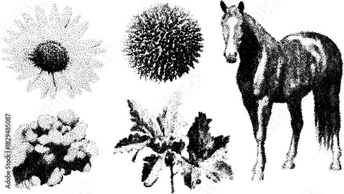 Engraving set featuring a flower, horse, and plants in a vintage style. The black outline vector illustration exhibits beautiful botanical elements.