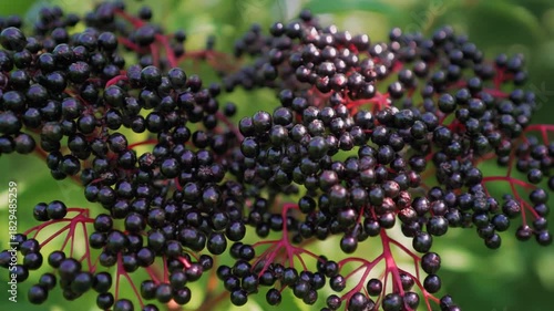 Aerial drone dolly-in elderberry shrubs sunlight