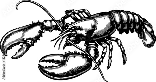Lobster engraving in vintage style. Black and white line drawing vector illustration for restaurant menus or culinary arts.
