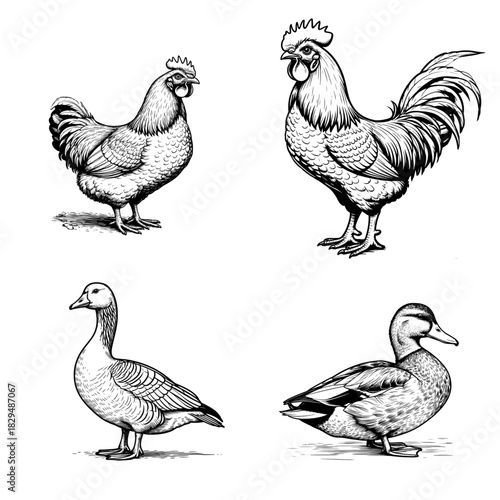 Goose and duck, chicken and rooster, set of silhouettes, sketch. Vector illustration. Domestic birds on the farm, the set is isolated on a white background.29