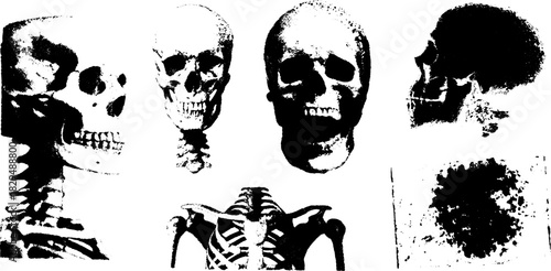 Skeleton and skull anatomy vector illustration in black and white. Set showcasing human bones and medical details for educational purposes.