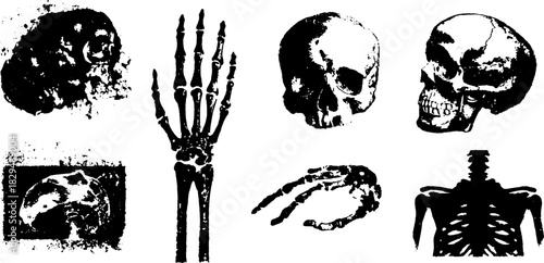 Anatomical skull and skeleton graphic in black and white. Minimalist vector illustration set for medical or educational use.