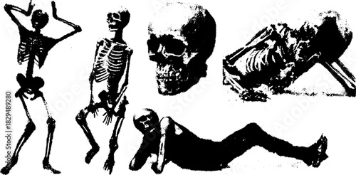 Skeleton illustration set showing various poses and details. Black and white vector art designed for educational and anatomical purposes.