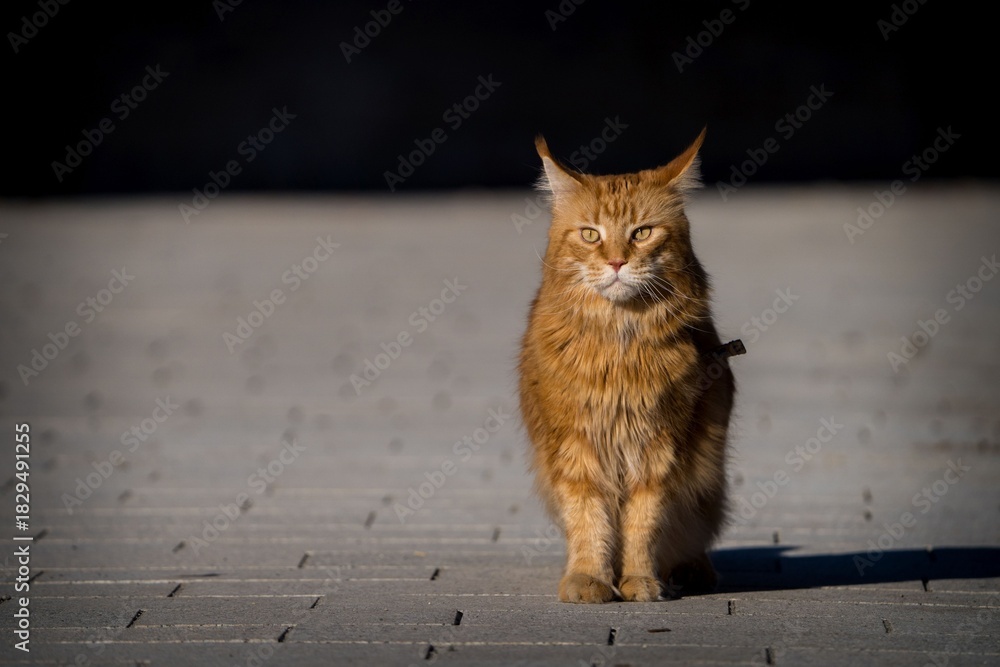 Fototapeta premium Maine Coon cat outside in the sun