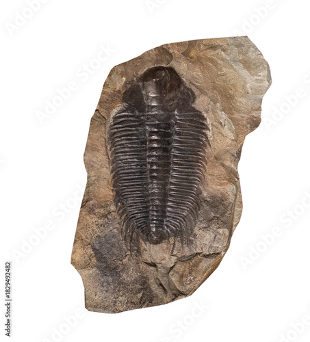 fossil of trilobite on white, isolated