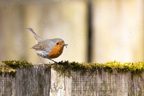 Red robin or Erithacus rubecula sitting on an old tree fence