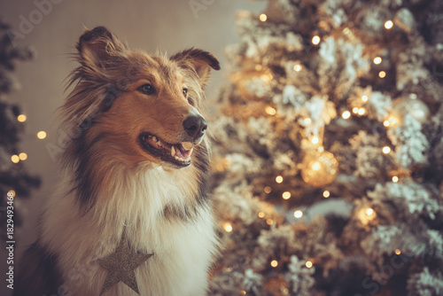 Portrait schöner rought Collie sable vor einem gold weißen Weihnachtsbaum mit Bokeh Var. 2