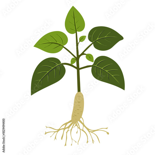 Siberian Ginseng, 2D flat vector illustration, simple and modern style, isolated on a plain white background.