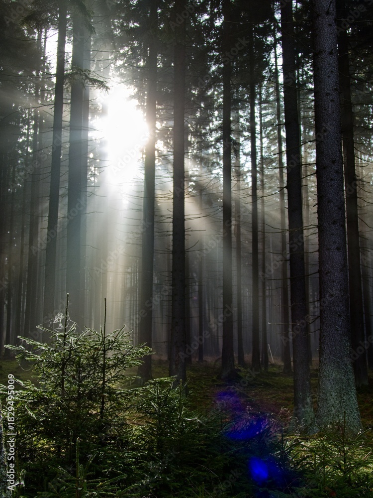 Fototapeta premium morning fog in the wood with sunsnihe light
