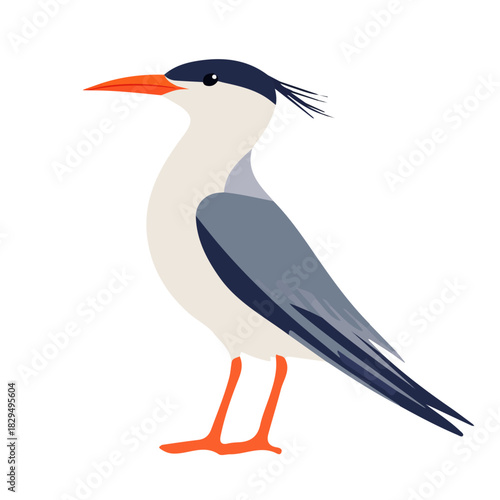 Tern, modern 2D flat vector illustration in icon style, isolated on pure white background.