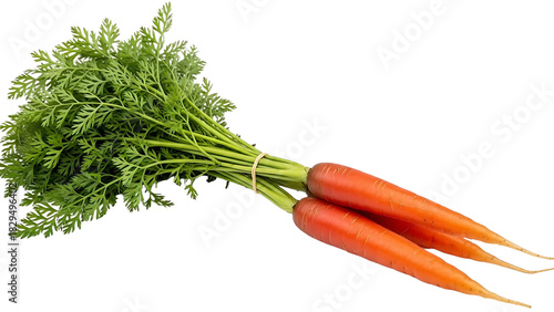 Two carrots with green tops tied together with band on transparent background