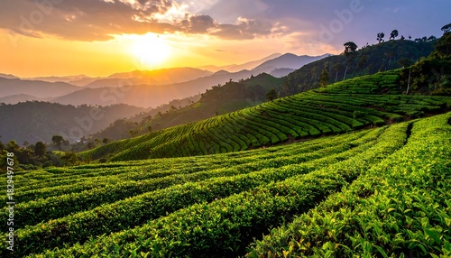Lush tea plantation on rolling hills illuminated by a vibrant sunset with mountains in the distance