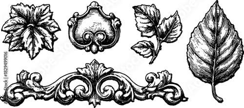Detailed vector illustration of various leaves and ornamental elements. Elegant black-and-white design featuring vintage botanical decor set.