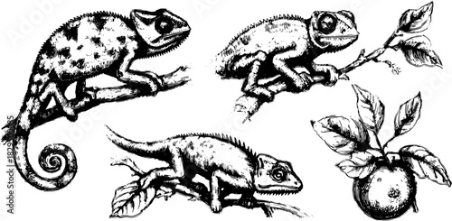 Chameleon and lizard illustration in black and white. Detailed vintage animal drawing set on a branch with foliage. Vector art reflecting nature's wildlife.