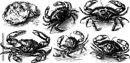 Vintage crab illustrations in intricate detail. This hand-drawn vector set showcases various crab silhouettes, perfect for decorative use.