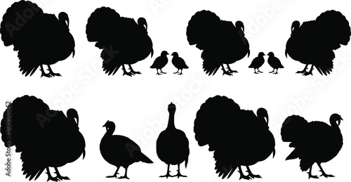 “Turkey silhouette vector collection featuring adult turkeys and chicks in various poses, farm bird 