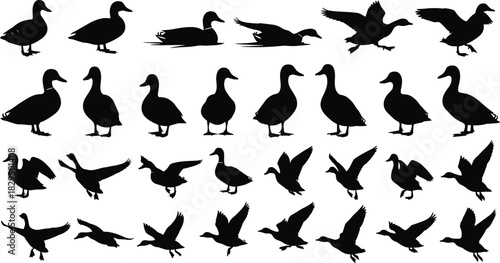 Collection of duck silhouette vector illustrations featuring walking, swimming, and flying poses, ideal for wildlife artwork, bird graphics, nature themes, and outdoor design projects