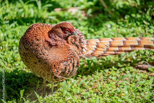 The Copper Pheasant (Syrmaticus soemmerringii) is a strikingly beautiful bird native to the forests of Japan. Males are known for their long, elegant tails and copper-colored plumage