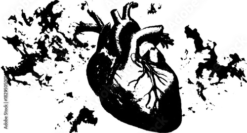 Heart anatomy vector illustration in black and white. Detailed drawing depicting shape and vascular elements in a scientific style.