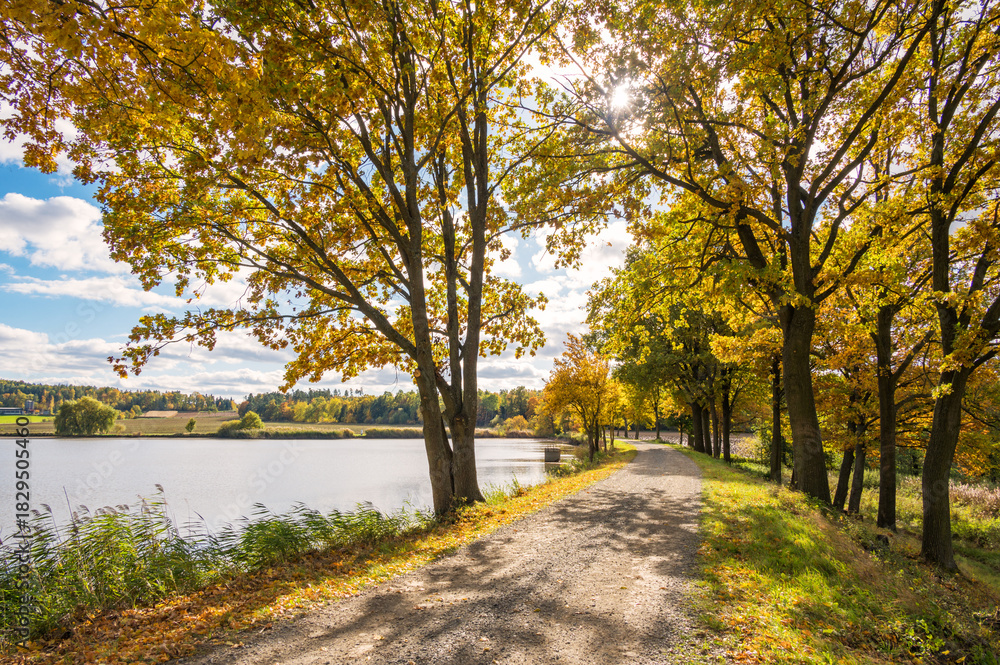 Fototapeta premium autumn season landscape in park, view of yellow trees alley background