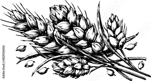Wheat plant vector illustration showcasing detailed sketches in black and white. This botanical art depicts ears of grain and seeds in a set.