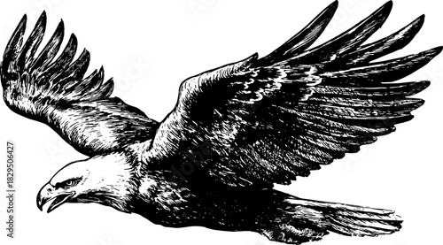 Eagle in flight, featuring black and white outline. Vintage vector illustration captures the detailed anatomy and power of this majestic bird.