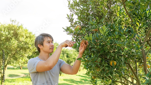 A gardener harvests tangerine oranges in an orchard.
