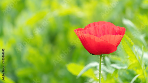 Red poppy flower plant in a garden.